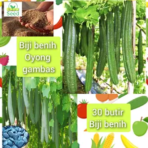 30 butir biji benih tanaman sayuran oyong gambas panjang siap semai