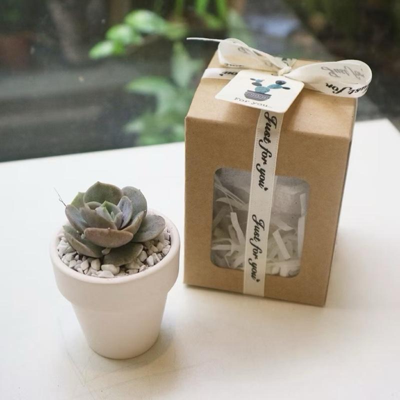 Set quà sen đá mini trong hộp quà nhỏ làm quà tặng sự kiện qùa tặng tiệc cưới quà tặng sinh nhật