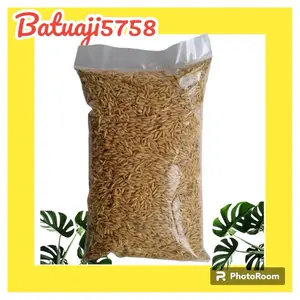 Gabah beras merah repack 1kg (grade a) pakan ayam