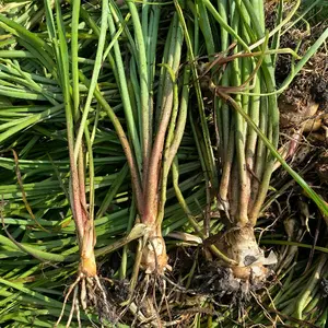 BIBIT BUNGA SEDAP MALAM 1 KG