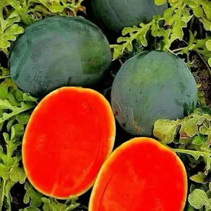 100 Benih Semangka Tanpa Biji Merah Cerah untuk Taman dan Rumah
