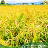 Gambar Pupuk Tanaman Npk Yaramila Faster 25-7-7 Repaking 1kg Original dari PUROTANI.ID Kab. Purworejo 3 Tokopedia