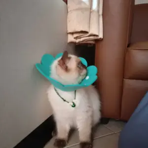 Kerah Pemulihan Kucing Penutup Pelindung Hewan Peliharaan Penutup Perawatan Kucing dan Anjing Anti-Menjilat bentuk bunga