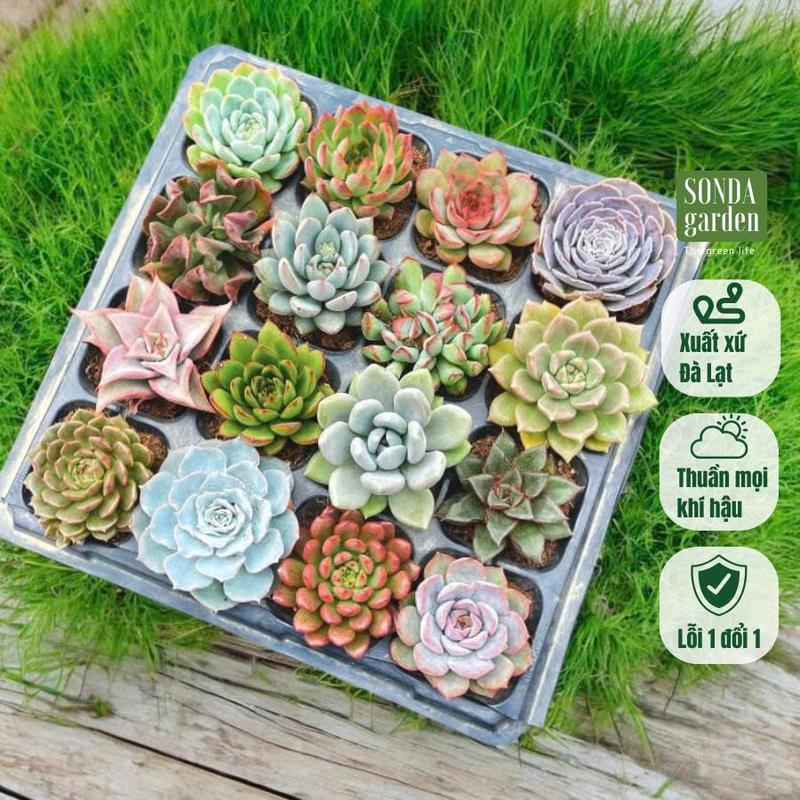 Sen đá cúc cu combo 16 loại khác nhau size 4-6cm tặng kèm 1kg đất và 20 cái lá mầm sen  đá, SONDA GARDEN, lỗi 1 đổi 1, cây cảnh trang trí nhà cửa