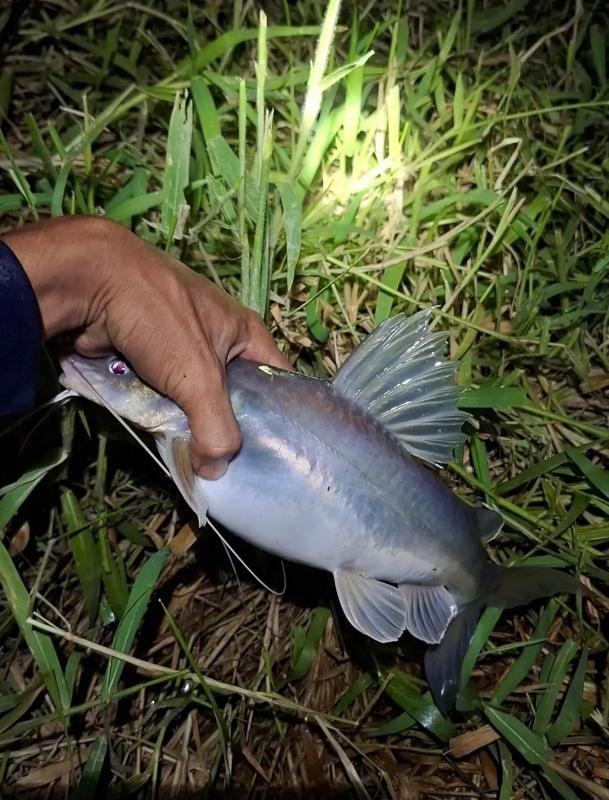 Umpan kucur umpan mancing paket 100 gram spesial buat ikan baung patin bawal senggal dll Umpan kucur umpan mancing paket 100 gram spesial buat ikan baung patin bawal senggal dll