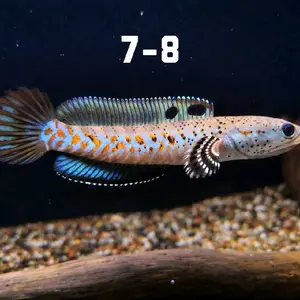 (HIASAN AQUARIUM) Model Blue Pulcra 7-8 cm