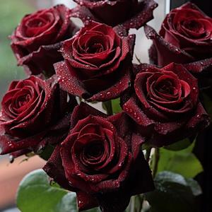 Semillas de Rosa Negra con Borde Rojo,100 Granos,Flores con Contraste Visual,Fácil de Cultivar,Decoración de Jardines Verticales,Jardines Urbanos y Terraza