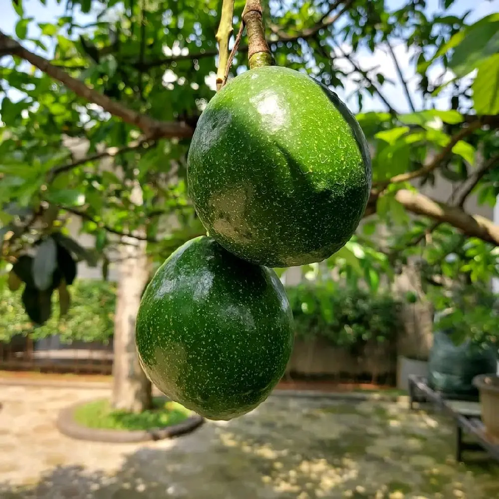 Bibit Tanaman Alpukat Miki