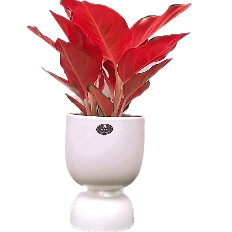 Cây Hồng Huyết ( chậu 2 thân ), giống mới, cây trong nhà 4