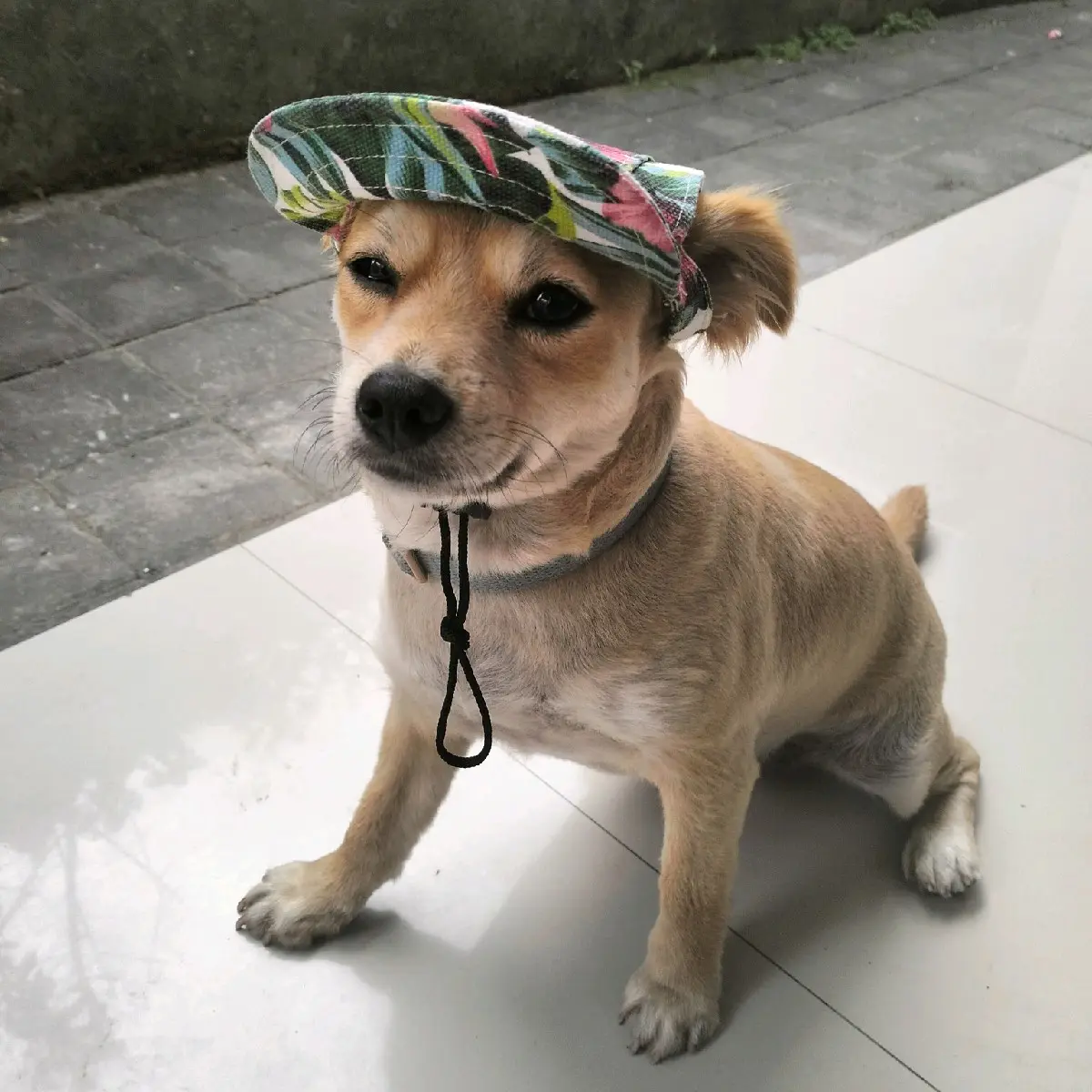 topi santai hewan topi hewan size M