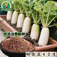 Gambar 100% Asli 300 Biji Lobak Putih Manis Organik Untuk Menanam Sayuran, Benih Labanos Hasil Tinggi, Benih Lobak Raksasa, Benih Sayuran Untuk Berkebun, Benih Tanaman Lobak Hibrida F1, Bibit Sayuran, Sayuran Dalam Ruangan, Menanam Lobak Dalam Pot - 4 packs - Seeds dari Benih Pilihan Alam Kota Administrasi Jakarta Pusat 5 Tokopedia