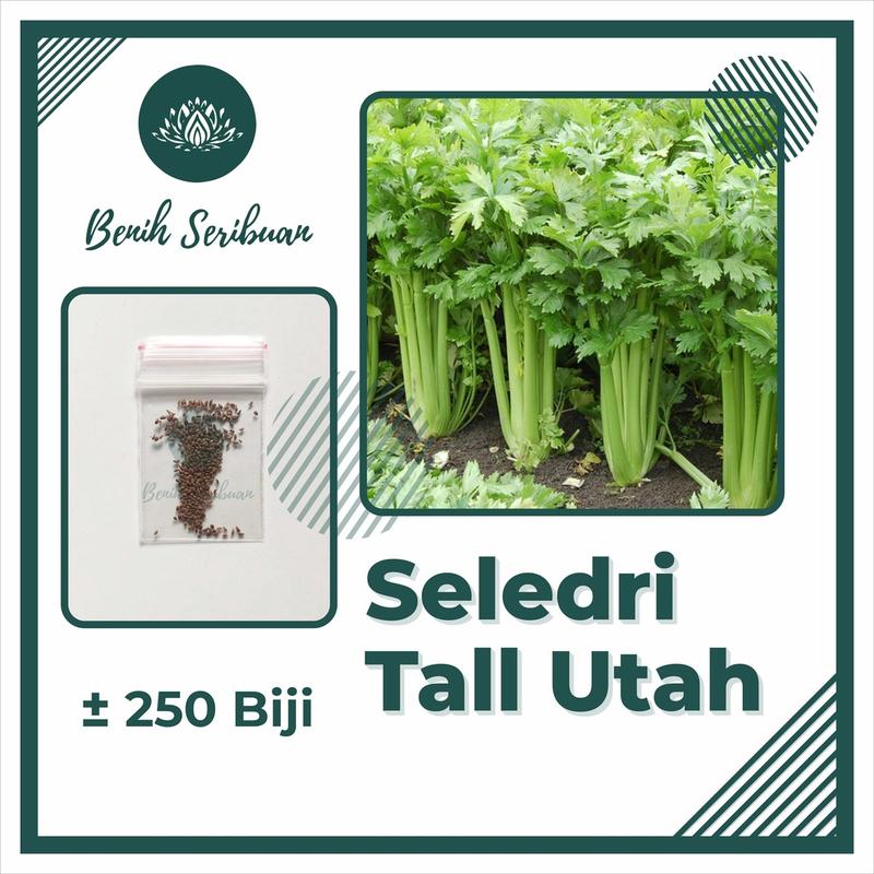 250 Bibit Seledri Batang Besar Tall Utah Benih Tanaman Sayuran Celery Stick Premium Super Unggul 0