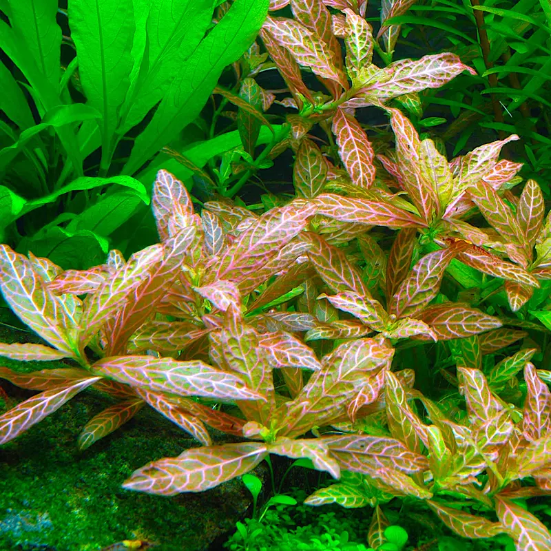 Hygrophila Polysperma sunset ( Tanaman Aquascape Tumbuhan Air Hiasan Aquarium ) 1