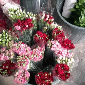bunga Anyelir bunga carnation min 20 tangkai 1 warna bunga fresh