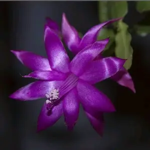 tanaman hias gantung wijaya kusuma bunga purple