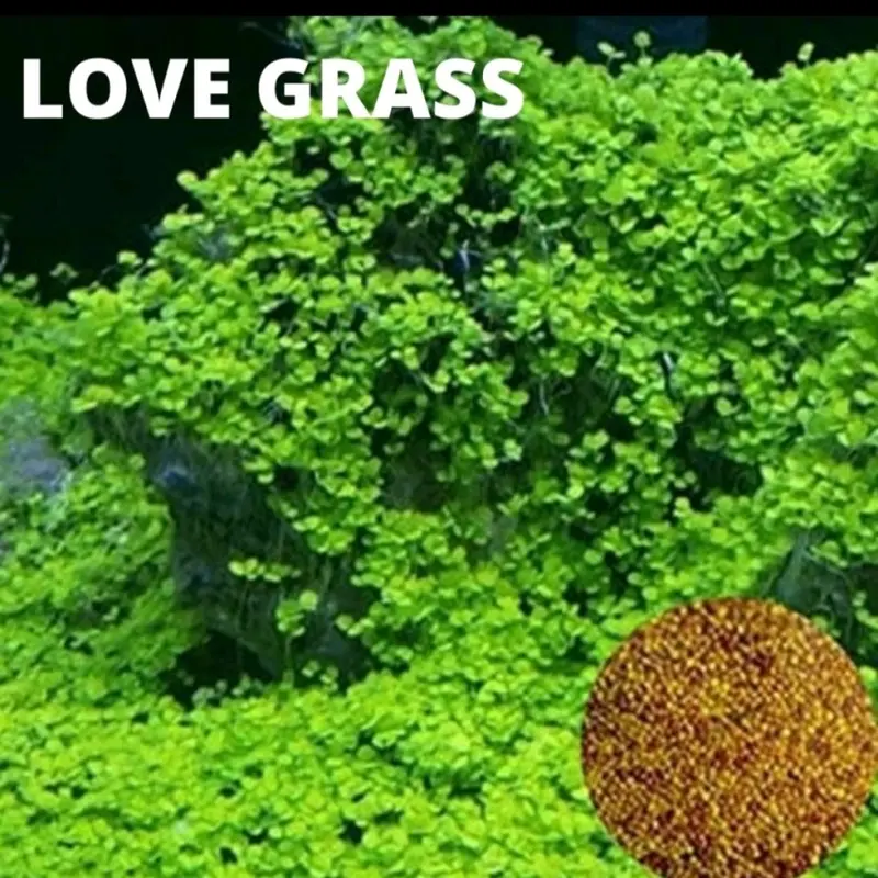 Benih Tanaman Air Big Leaf Grass Unggulan dan Termurah 2