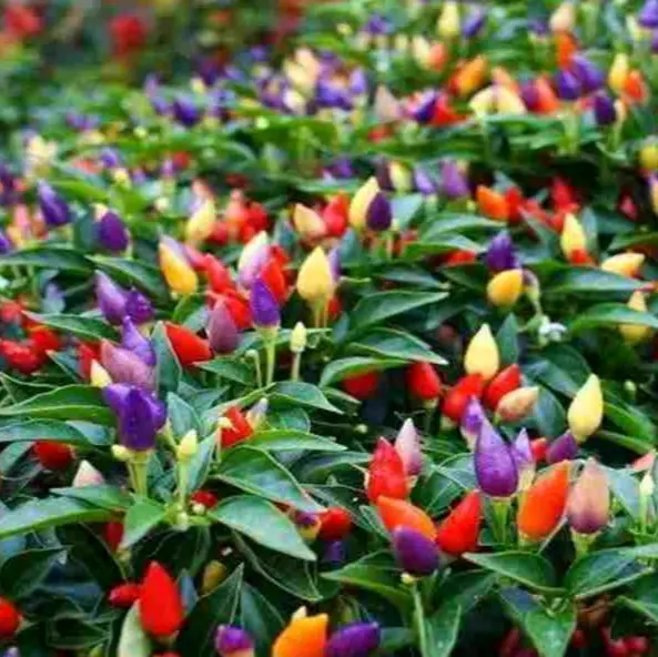 Benih cabai rainbow cabe pelangi isi 20 biji