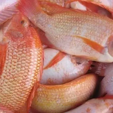 Pakan Pelet Ikan Lele Mujair Bandeng Murah Kemasan 900 gram 2