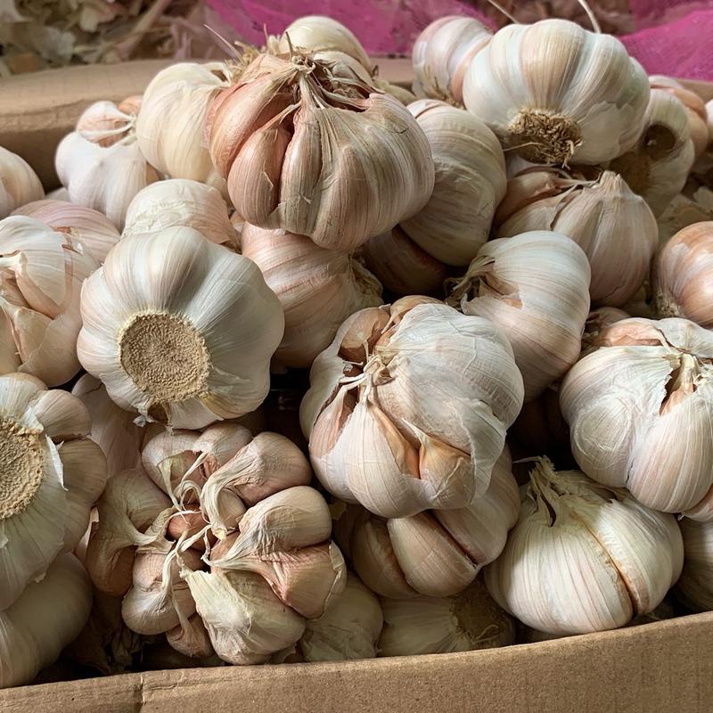 Bawang Putih Sinco untuk bumbu 1