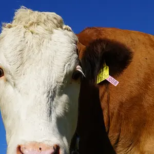 100Pcs Farm Animal Ear Tags Strong Tpu Cattle Sheep Goat Identification Tags with Clear Numbers for Efficient Herd Tracking