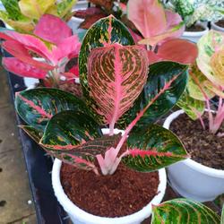 antigua black pineapple plant for sale Ananas 'Baby Boom' | Plants