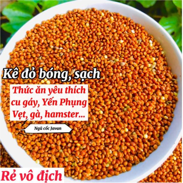 1KG Hạt Kê Đỏ Hạt Bóng sạch Cho Chim Cảnh Yến Phụng Vẹt Cu Gáy Hamster Thức Ăn Yêu Thích dùng được quanh năm