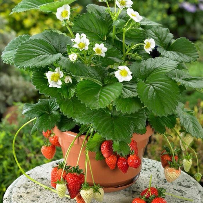  MUA 10 TẶNG 1 COMBO CÂY GIỐNG NGÓ DÂU TÂY F1 