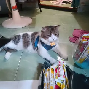 CHIYO Snack Kucing Mix Rasa Ayam Salmon Tuna Ikan 500gr / 1kg / 75 pcs Cemilan Sehat & Lezat untuk Kucing Aktif