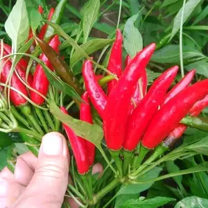 200 BUTIR BENIH CABE RAWIT GROMBOL