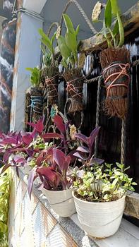 Product Review of RIEKE ARTIFICIAL PLANT ANGREK CATTY 6 PCS - KUALITAS TERJAMIN ESTETIK from i** 0