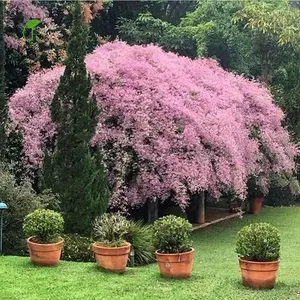 LINK CO SATU BUNGA MAWAR FULL MEDIA 3kg