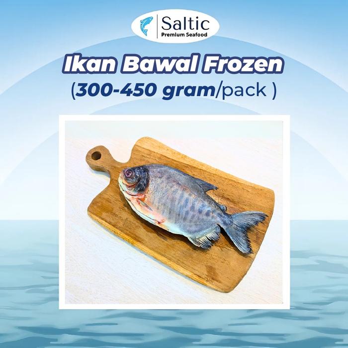 Gambar Ikan Bawal Frozen berasal dari Kolam Air Deras (300-450 gr) - SALTIC dari BELANJA SEGAR Kota Administrasi Jakarta Utara Tokopedia