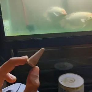 Aksesori Aquarium - Alat untuk Memelihara Ikan Hias di Aquarium Anda dengan Selimut
