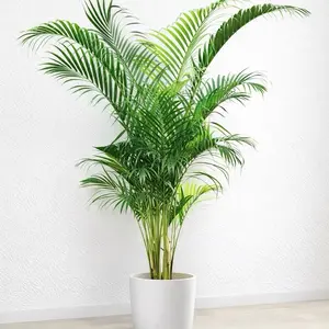 ￼Tanaman Palem Kuning Tinggi 80cm Mudah Bertumbuh