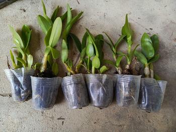 Product Review of RIEKE ARTIFICIAL PLANT ANGREK CATTY 6 PCS - KUALITAS TERJAMIN ESTETIK from V**y 8** 0