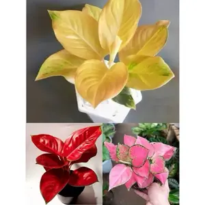 ( GRATIS ONGKIR ) paket 3 bonggol aglonema golden love - suksom jaipong - pink katrina