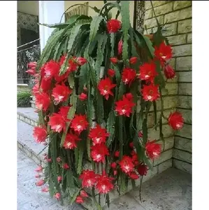 tanaman hias gantung wijaya kusuma hybrid ackermanny