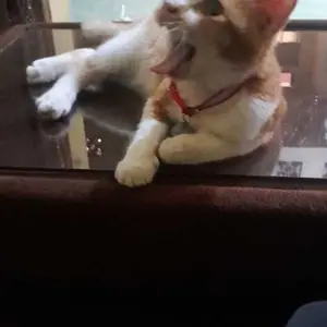 Kalung Kucing Glow in the dark lonceng ufo