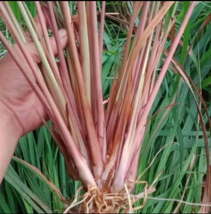 Bibit serai wangi merah/benih serai lanang ,sudah ada akar siap kirim Bibit serai wangi merah/benih serai lanang ,sudah ada akar siap kirim