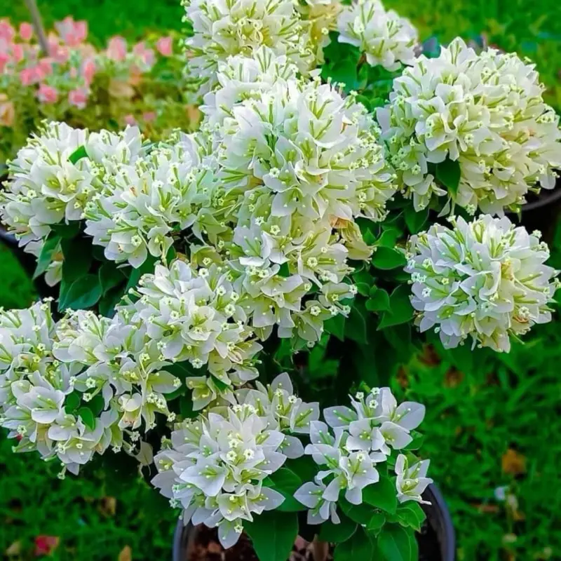 Tanaman Bugenvil jenis EM Putih warna Cantik Bibit