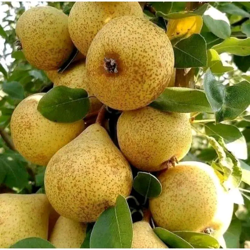 Benih tanaman pir madu super manis 0