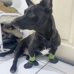 Sepatu Anjing Outdoor XXS-3XL / Running Sock-Shoes Model Pet Protective Sole Waterproof AntiSlip