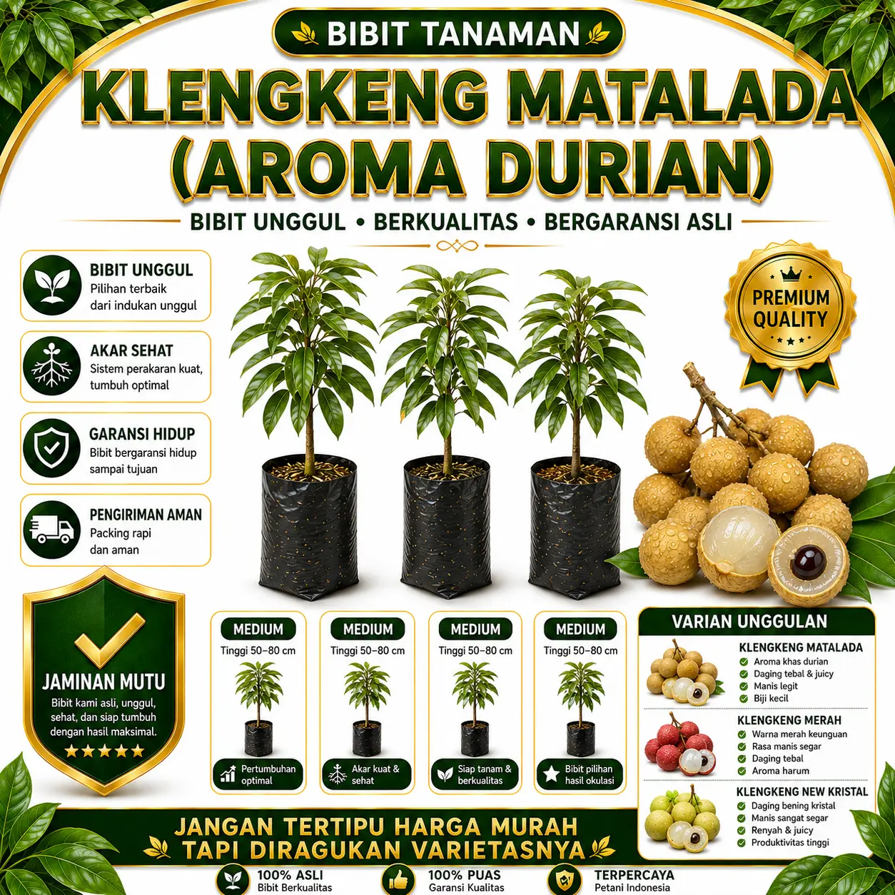 Bibit Klengkeng Matalada (Aroma Durian) Hasil Cangkok