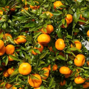 bibit jeruk santang madu manis berbuah banyak