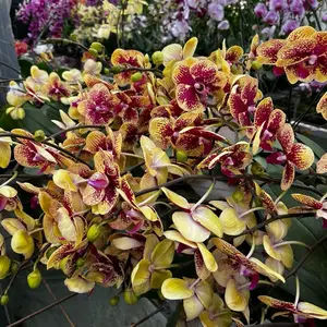 Pot hitam DENDRO GREAT B dikirim dengan bahan tebal