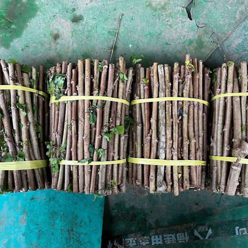 bibit singkong Papua per 10  batang uk  20cm 2