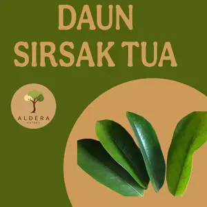 Daun Sirsak Tua (40pcs) Kualitas Terbaik untuk Kesehatan Anda