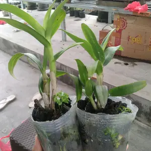 DENDRO HARGA 60 RIBU DAPAT 2 PLANT GEMOY
