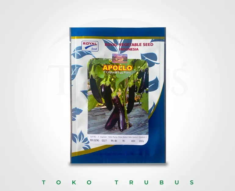BENIH TERONG APOLO HARGA KHUSUS