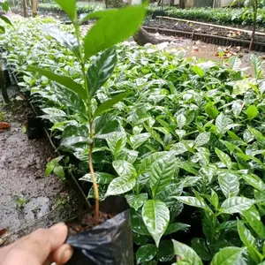 bibit kopi robusta klon bagio Arsyad paket 100 batang